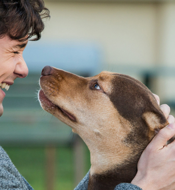 a dog's way home premiere